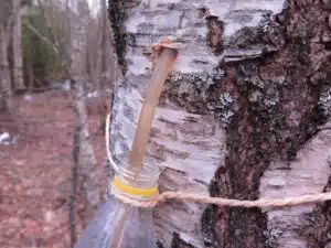 Unohdettu superjuoma, jota saa nyt ilmaiseksi luonnosta Unohdettu superjuoma, jota saa nyt ilmaiseksi luonnosta