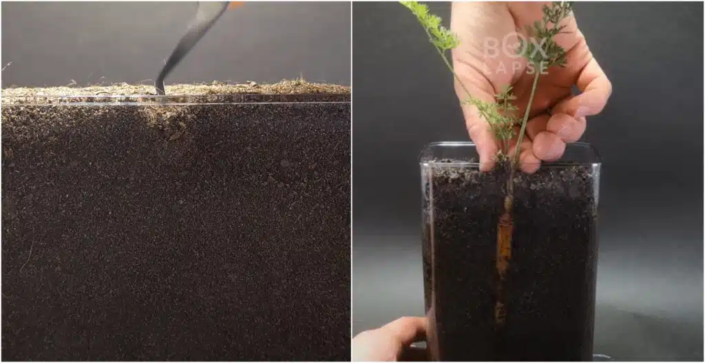 Aseta porkkanan siemen läpinäkyvään ruukkuun – voit saat satoa jo 100 päivässä