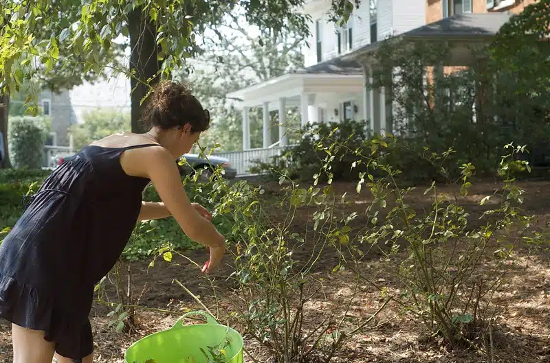 Kasvaako pihallasi ruusuja? Niille tulisi aina tehdä tämä toimenpide keväisin Kasvaako pihallasi ruusuja? Niille tulisi aina tehdä tämä toimenpide keväisin