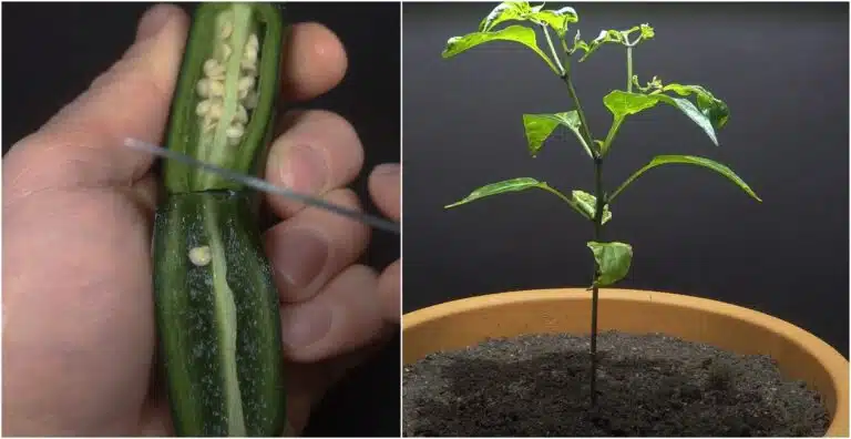 Noudatin näitä ohjeita ja sain kaupan jalapenon siemenestä satoa vain 4 kuukaudessa