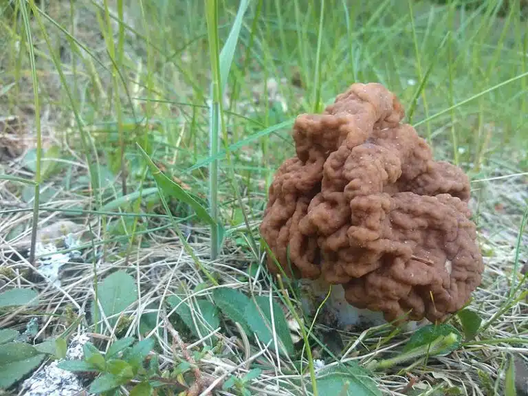 Näetkö maassa aivoja muistuttavan sienen? Tässä kaikki mitä sinun tulee tietää korvasienestä