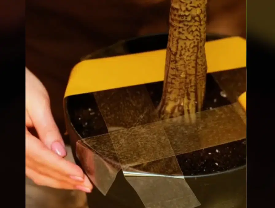 Pistä kaksipuolinen teippi huonekasvien ruukkujen päälle: Ratkaiset yleisen ongelman