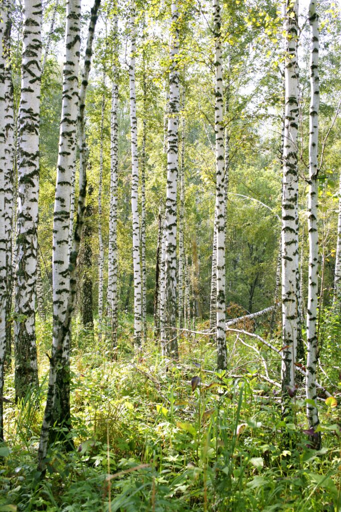 Uudet koivunlehdet eli hiirenkorvat maistuvat herkullisilta salaateissa: tässä resepti landscape tree nature forest grass plant 1200490 pxhere.com