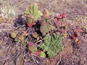 Isoäitini peittää raparperit keväisin ämpärillä – syy on nerokas