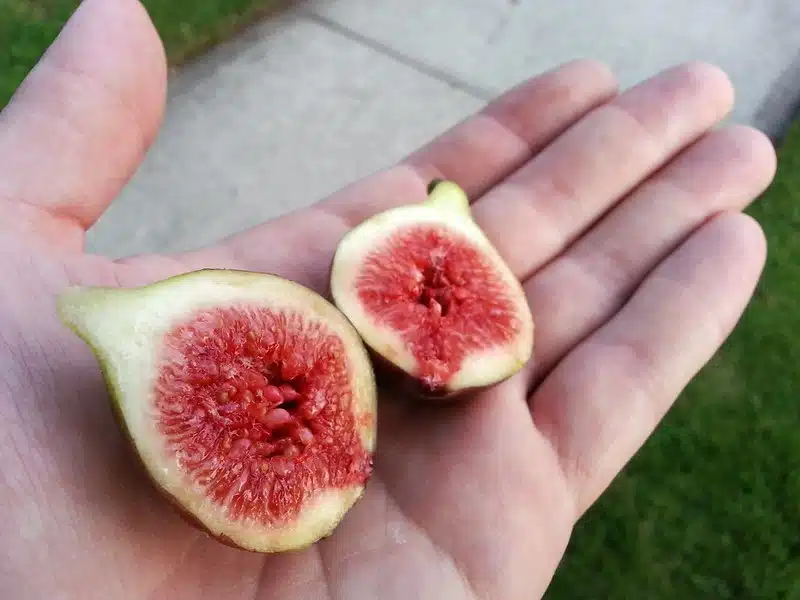 8 syytä viikuna ruokavalioon: Näin se vaikuttaa jaksamiseen ja hyvinvointiin 8 syytä viikuna ruokavalioon: Näin se vaikuttaa jaksamiseen ja hyvinvointiin