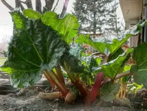 Muista tehdä pieni toimenpide raparperille: Sadon määrä ja laatu paranee