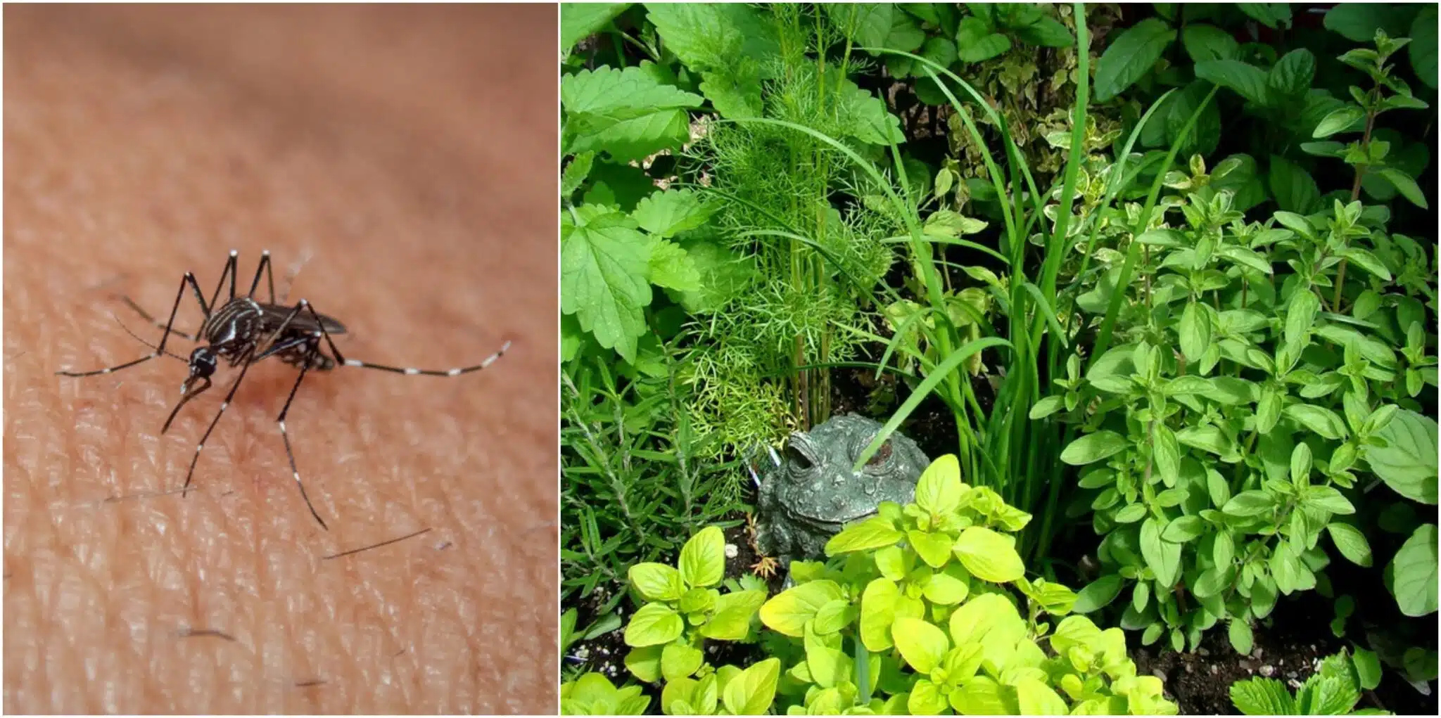 8 hyötykasvia, joita hyttyset vihaavat – istuta näitä pihalle ja nauti hyttysvapaasta kesästä