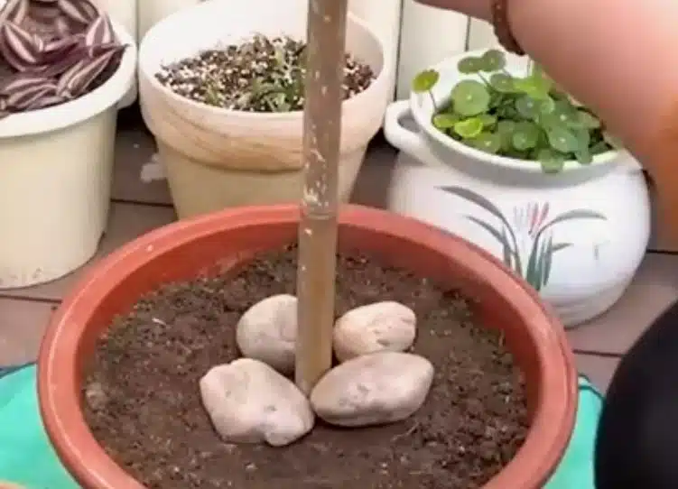 Työnnä keppi multaan ja kasaa ruukut päällekkäin – saat kauniin kasvitornin