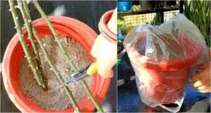 Nerokas niksi: tökkää ruusunvarret hiekkaan ja peitä ne muovipussilla Nerokas niksi: tökkää ruusunvarret hiekkaan ja peitä ne muovipussilla