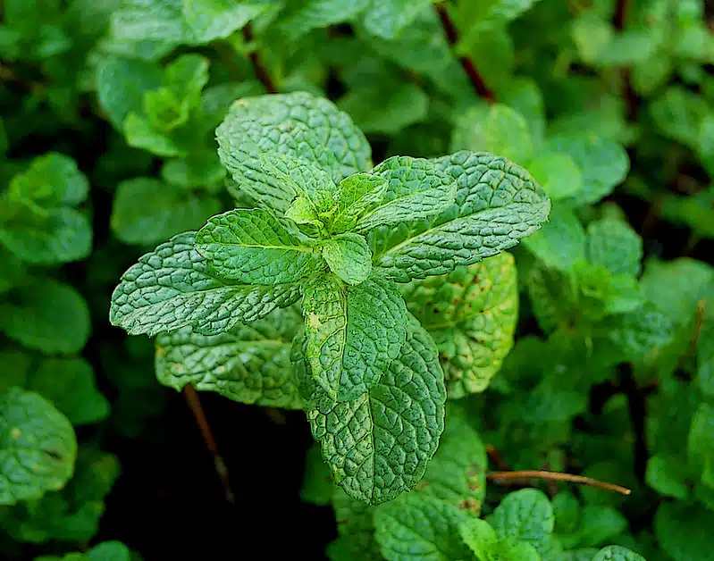 7 asiaa, jotka tapahtuvat kehossasi, kun syöt päivittäin hieman tuoretta minttua