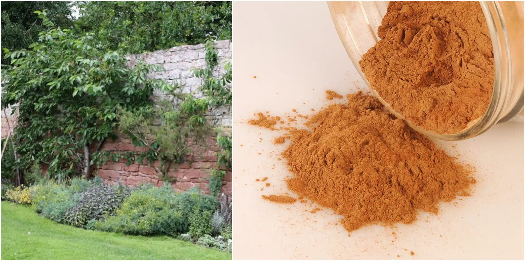 Piinaavatko muurahaiset mökillä tai kotona? Tuttu mauste auttaa pitämään ne poissa