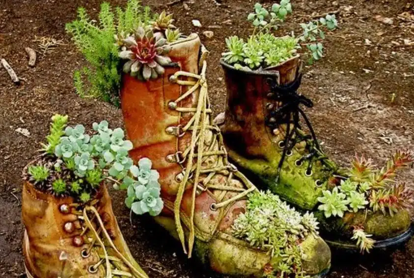 Istuta viherkasvi vanhan kengän sisään – lopputuloksesta tulee yllättävän hieno
