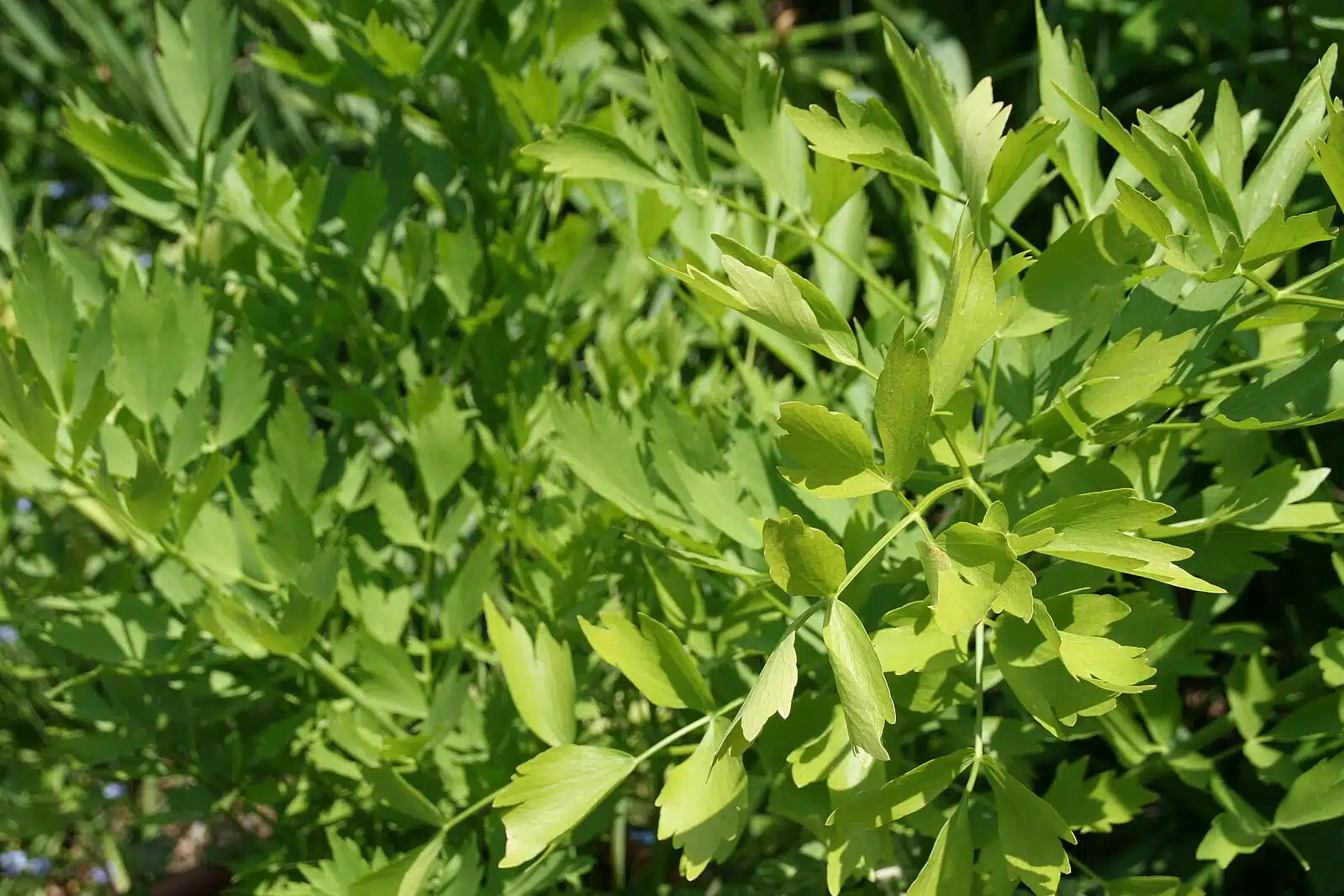 Löytyyhän tämä kasvi pihaltasi? Auttaa vähentämään suolan määrää arkiruoissa