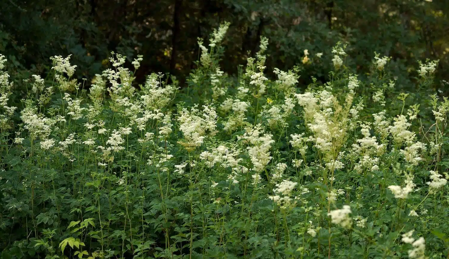 Yleinen villiyrtti auttaa särkyyn ja kuumeeseen – saattaa kasvaa sinunkin pihalla