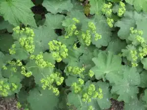 Älä jätä tätä kotimaista villiyrttiä keräämättä
