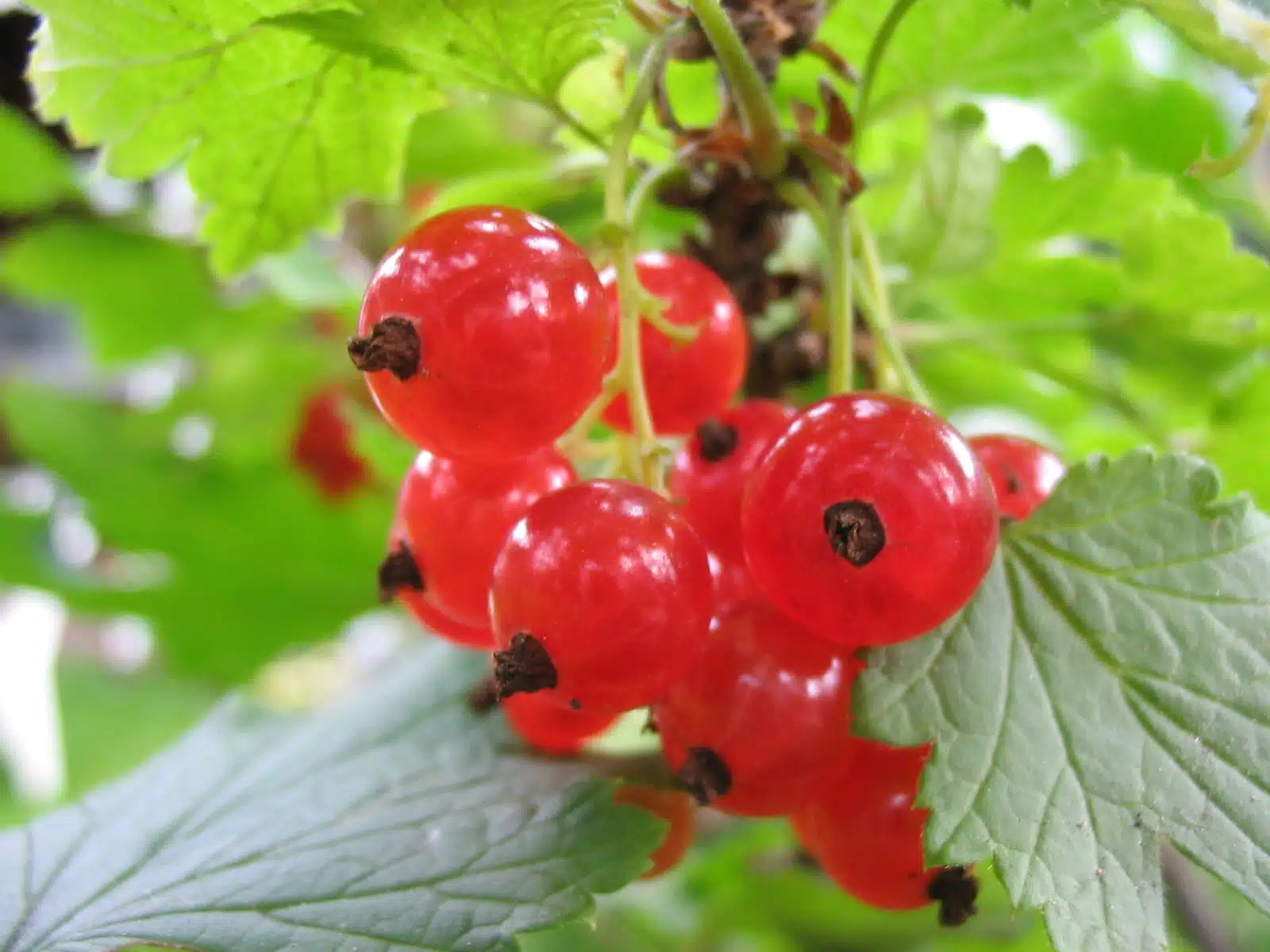 6 syytä miksi punaherukoita tulisi löytyä jokaisen suomalaisen puutarhasta 6 syytä miksi punaherukoita tulisi löytyä jokaisen suomalaisen puutarhasta