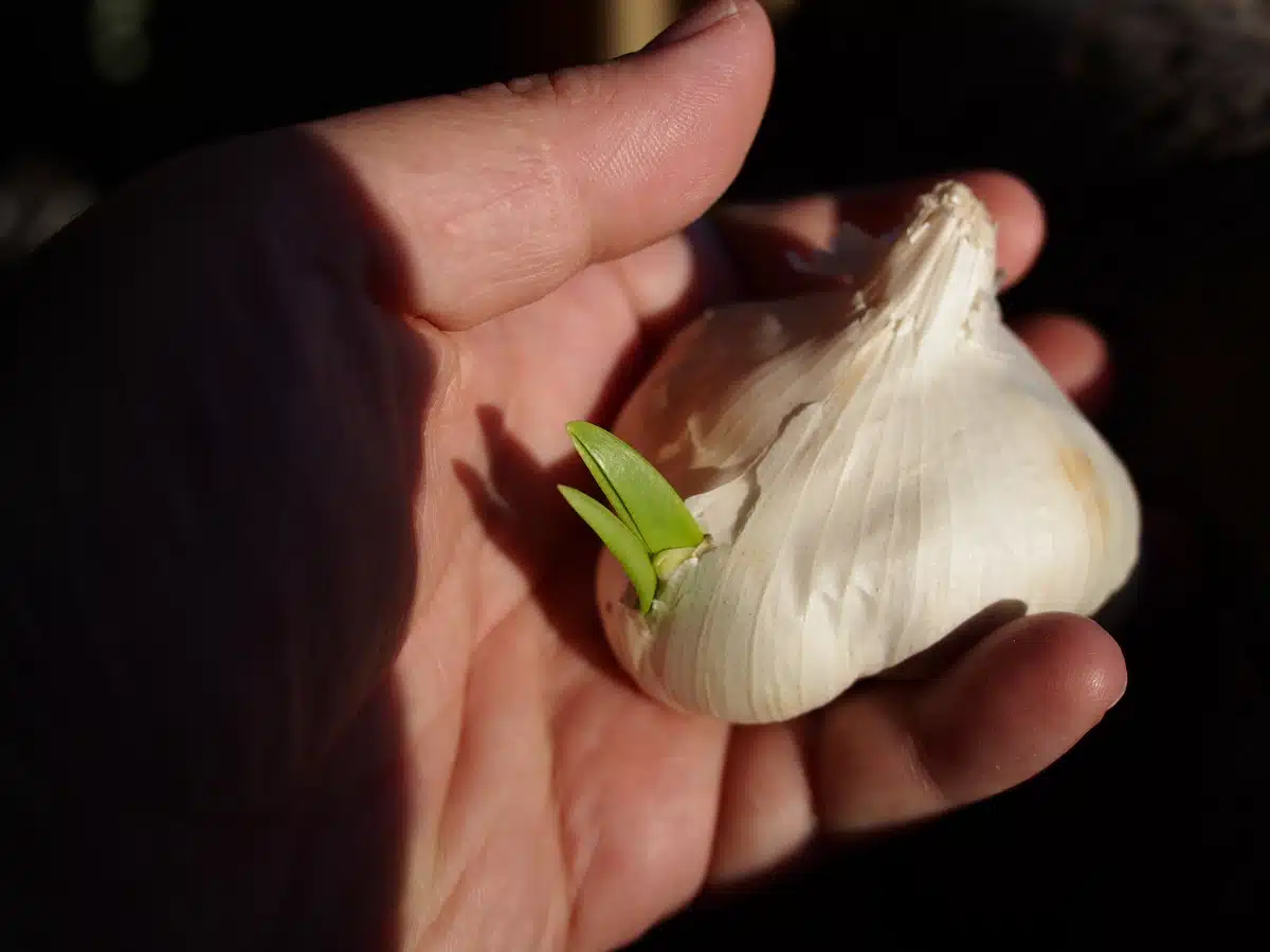 Voit hihkaista onnesta, jos valkosipulissasi on tämä – sisältää paljon ravinteita