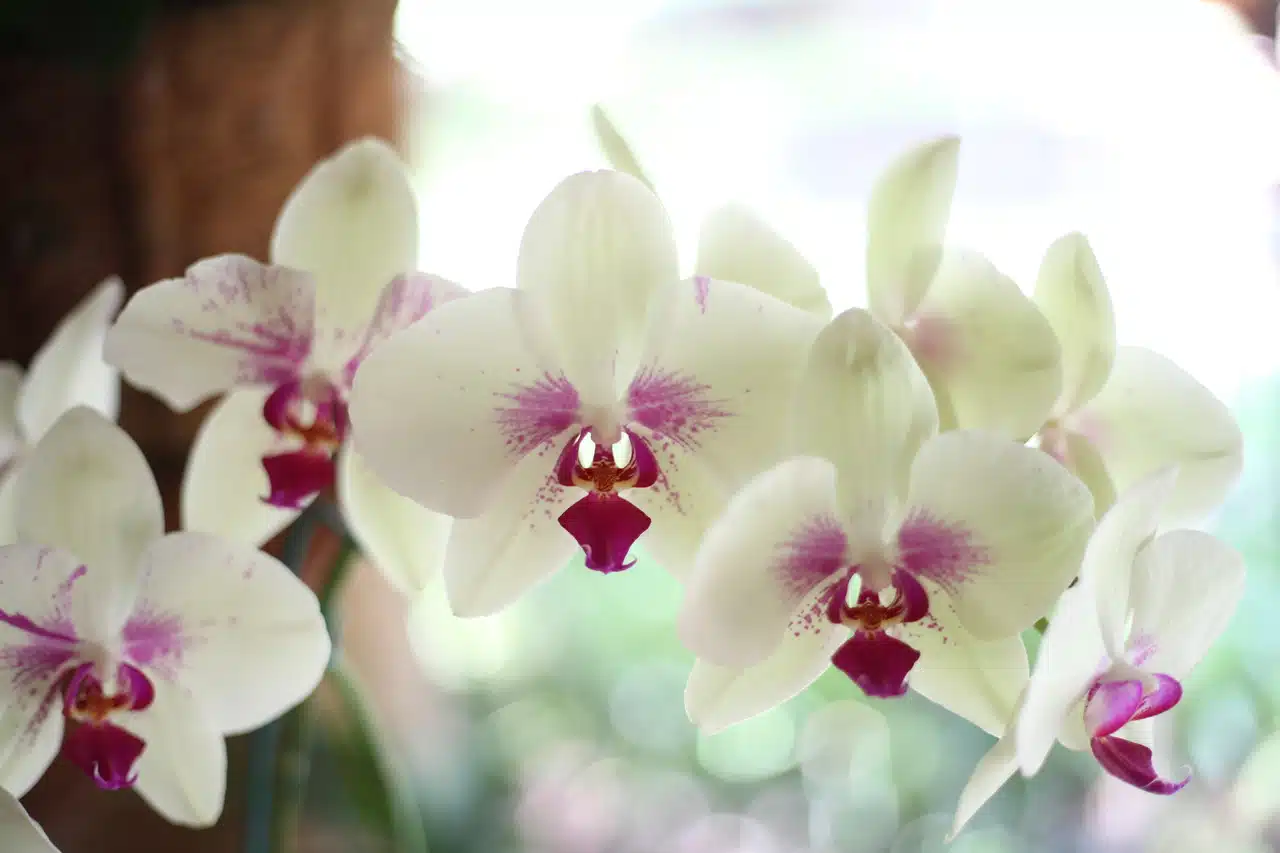 7 keinoa, joilla saat orkidean kukkimaan uudestaan – vältä 10 yleisintä virhettä