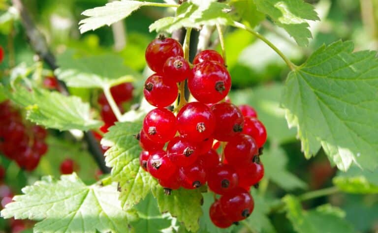 Yli 90-vuotias mummoni söi päivittäin kourallisen punaherukoita – lue miksi