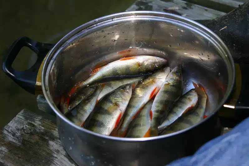 5 järvikalaa, joita jokaisen suomalaisen tulisi syödä enemmän monista syistä