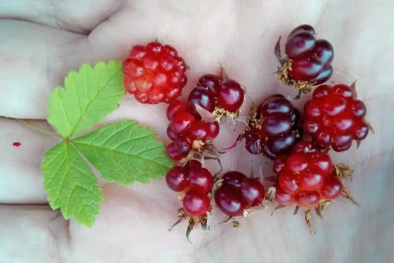 Jokaisen kannattaa kokeilla tätä mesimarjasmoothieta: Todellinen terveyspommi