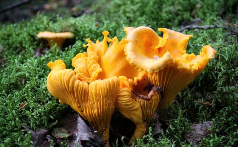 Kypsennä kantarellit kerman ja tämän juuston kanssa: Syntisen hyvä alkuruoka Kypsennä kantarellit kerman ja tämän juuston kanssa: Syntisen hyvä alkuruoka