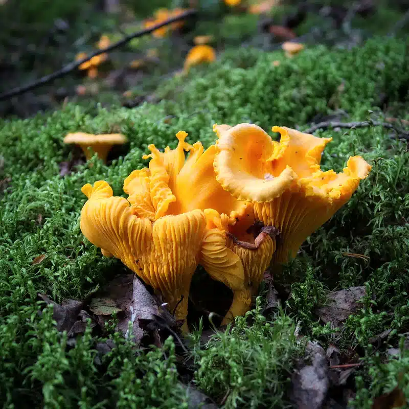 Kypsennä kantarellit kerman ja tämän juuston kanssa: Syntisen hyvä alkuruoka