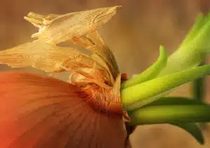 Arvokkaat vitamiinit kankkulankaivoon – älä koskaan tee tätä versoneelle sipulille