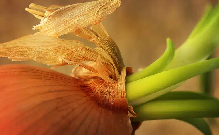 Arvokkaat vitamiinit kankkulankaivoon – älä koskaan tee tätä versoneelle sipulille Arvokkaat vitamiinit kankkulankaivoon – älä koskaan tee tätä versoneelle sipulille