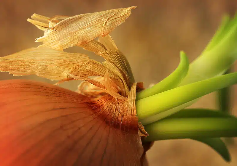 Versonutta sipulia ei tulisi koskaan heittää pois - näin se vaikuttaa terveyteesi Versonutta sipulia ei tulisi koskaan heittää pois – näin se vaikuttaa terveyteesi