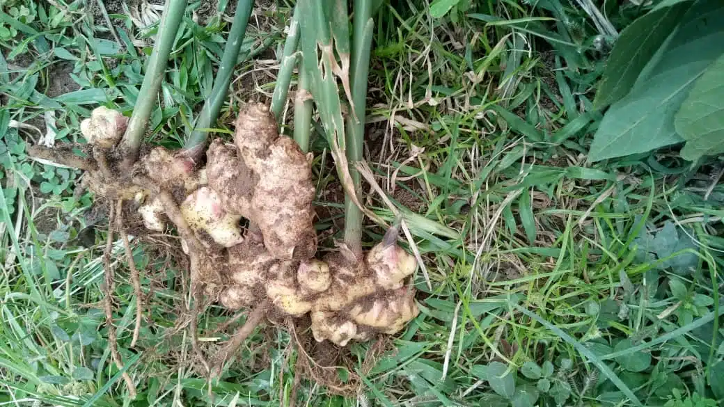 Jäikö sinulla inkivääriä yli? Istuta juuri ja kasvata oma sato kotonasi helposti