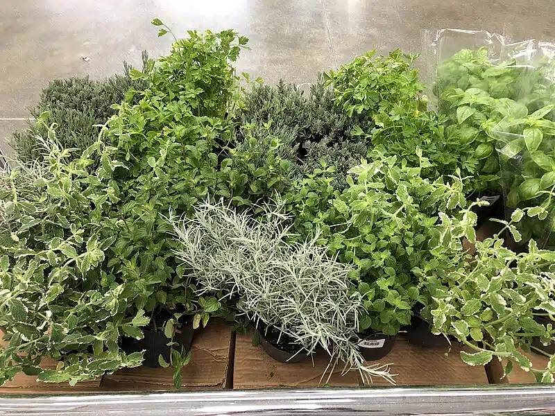 Paranna ruoan makua ja vähennä samalla suolan määrää - salainen kikka piilee yrteissä Paranna ruoan makua ja vähennä samalla suolan määrää – salainen kikka piilee yrteissä