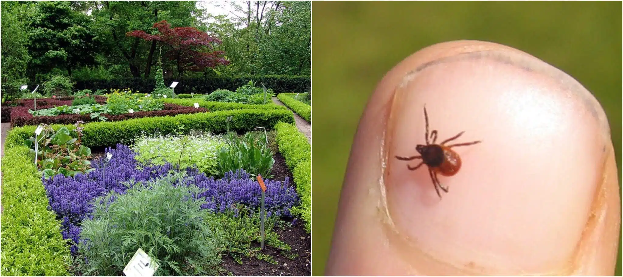 7 kasvia ja yrttiä, jotka on hyvä pitää puutarhassa – karkottavat punkkeja