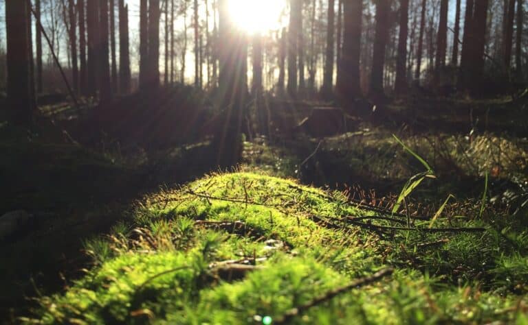 Näin pieni määrä auringonvaloa viikossa varmistaa riittävän D-vitamiinin saannin