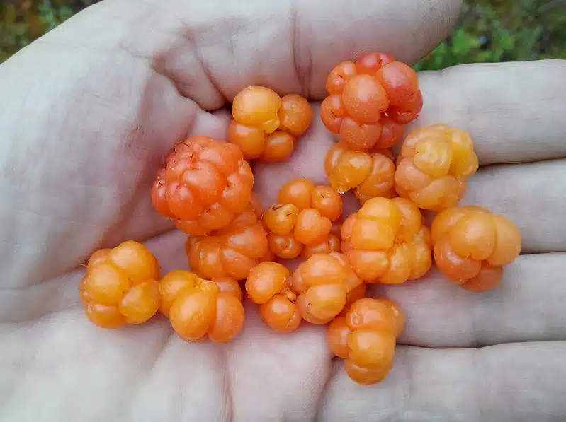 5 syytä, miksi lakka on superterveellistä – ole tarkkana mikäli kuulut tähän riskiryhmään