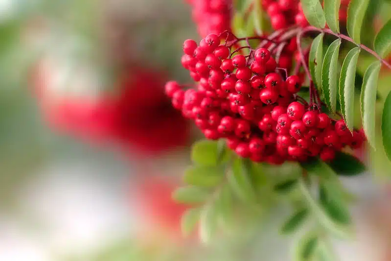 Älä jätä tätä ilmaista superruokaa hyödyntämättä – Jo pieni määrä antaa runsaasti vitamiineja