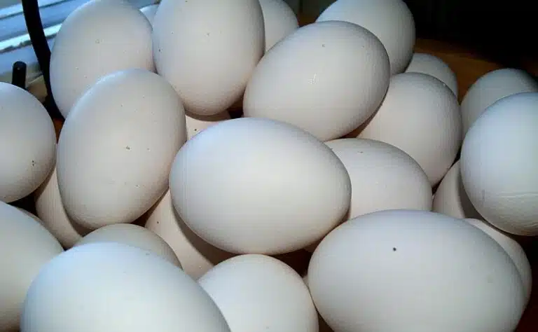 Tästä syystä kananmunaa tulisi keittää 32 minuuttia