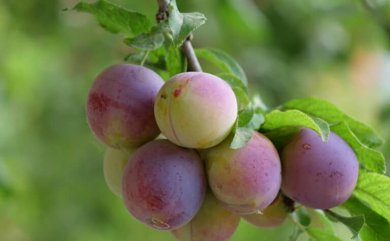 Osta kotimaista superhedelmää – auttaa vatsaa toimimaan ja tasaa verensokeria