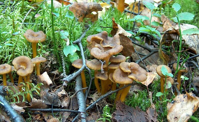 Syksyn paras keitto on tässä – se valmistuu kaikille tutusta sienestä