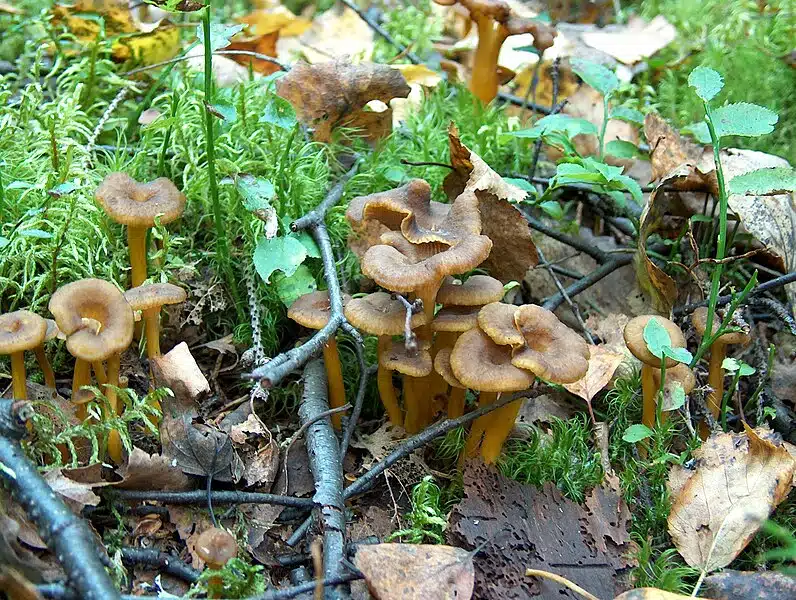 Syksyn paras keitto on tässä – se valmistuu kaikille tutusta sienestä