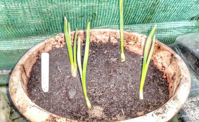 Noudatin näitä ohjeita ja nyt saan nauttia tuoreesta valkosipulista vuoden ympäri Noudatin näitä ohjeita ja nyt saan nauttia tuoreesta valkosipulista vuoden ympäri