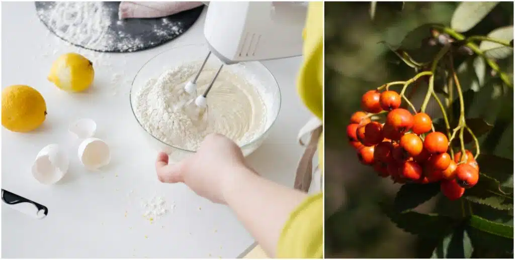 Tiesitkö? Näin valmistat pihlajanmarjoista herkullisen piirakan – C-vitamiinipommi!