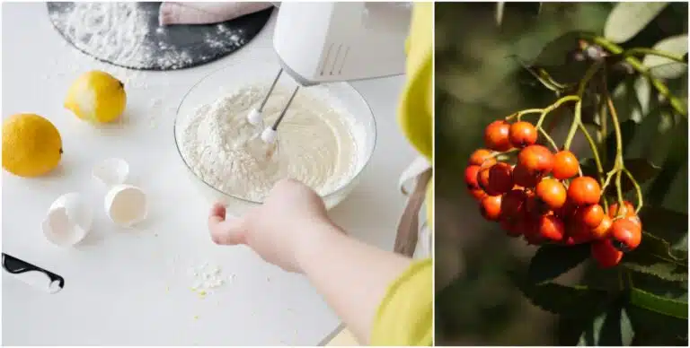 Tiesitkö? Näin valmistat pihlajanmarjoista herkullisen piirakan – C-vitamiinipommi!
