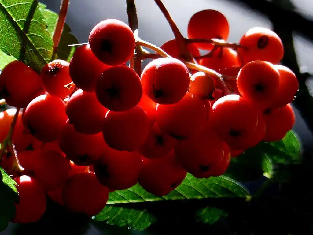 Vitamiinipommi kahdesta raaka-aineesta – näin valmistat pihlajanmarjamehua