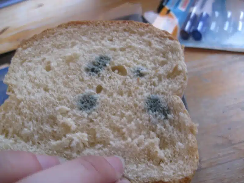 Ethän säilytä leipää näin? Saa sen homehtumaan ja kuivumaan