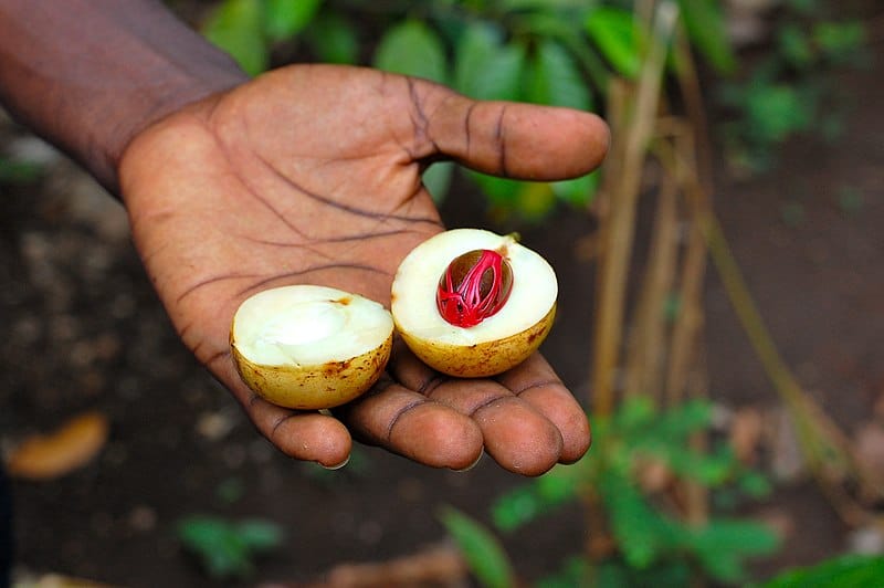 Näiden riskiryhmien tulisi välttää tai olla tarkkana muskottipähkinän kanssa Fresh nutmeg in Zanzibar Tanzania