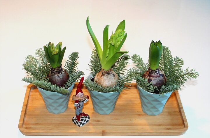 Hyasintista enemmän irti kuin arvaatkaan: Näin saat sen säilymään vuoden ympäri Hyasintista enemmän irti kuin arvaatkaan: Näin saat sen säilymään vuoden ympäri