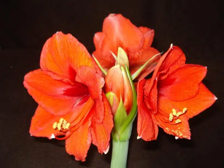 Lue tämä jos kodistasi löytyy amaryllis – moni tekee turhia virheitä sen kanssa