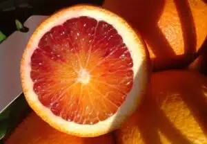 Talven herkullisinta sitrushedelmää on nyt kaupoissa Talven herkullisinta sitrushedelmää on nyt kaupoissa