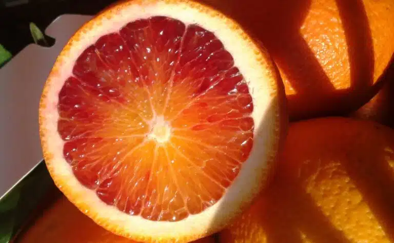 Talven herkullisinta sitrushedelmää on nyt kaupoissa